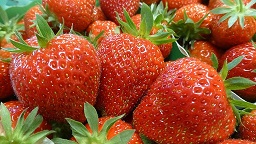 Production de fraises
